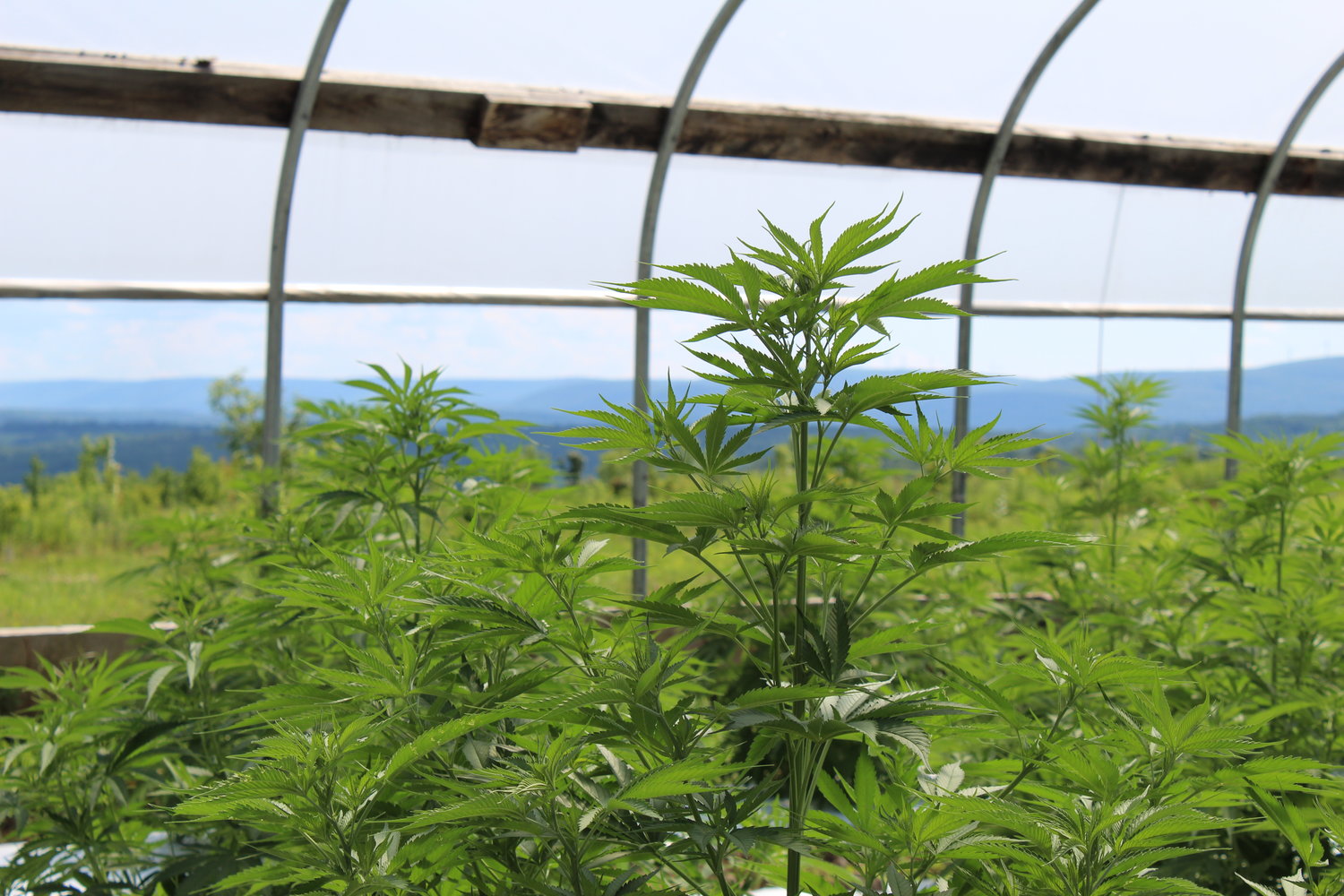A hemp plant in the high tunnel at Anthill Farm.